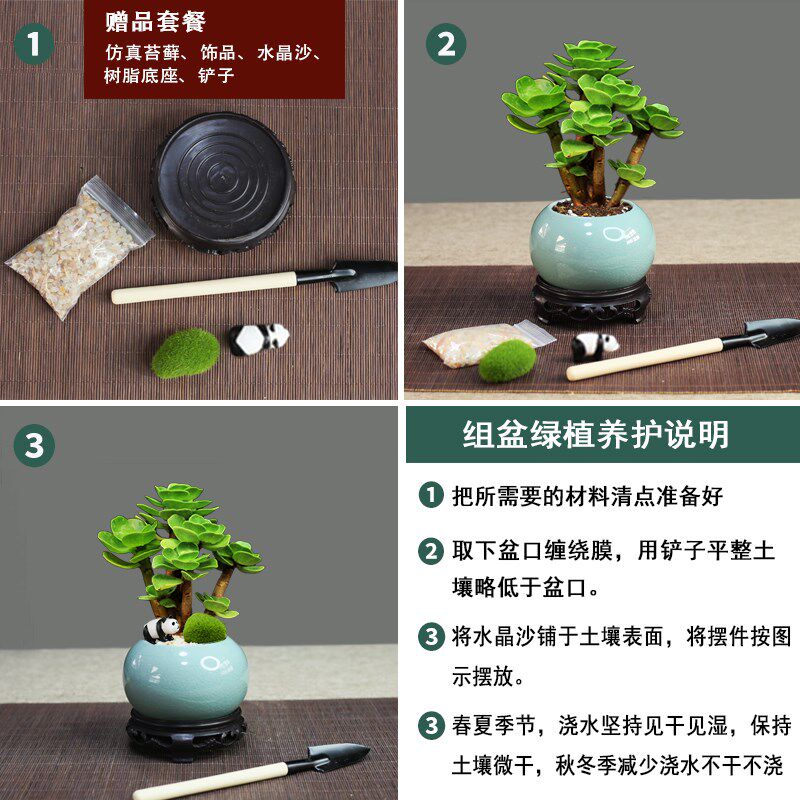速发金钱木老桩多肉植物室内盆栽花卉办公室旱财树植面耐招小桌物