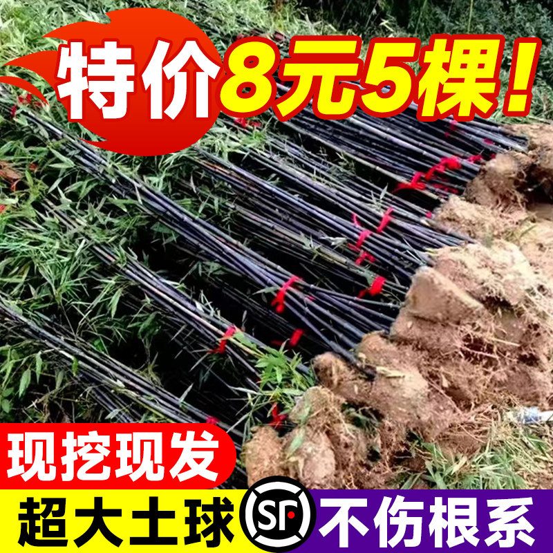 速发紫竹苗矮化观赏紫竹老来庭院室苗耐寒热竹子外盆栽紫气东根竹