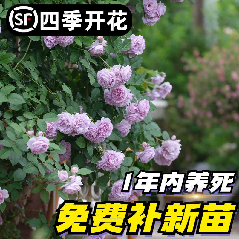 速发蔷薇花苗爬藤四季藤花月季苗庭院爬墙植物好养衣瑰盆栽薰玫草