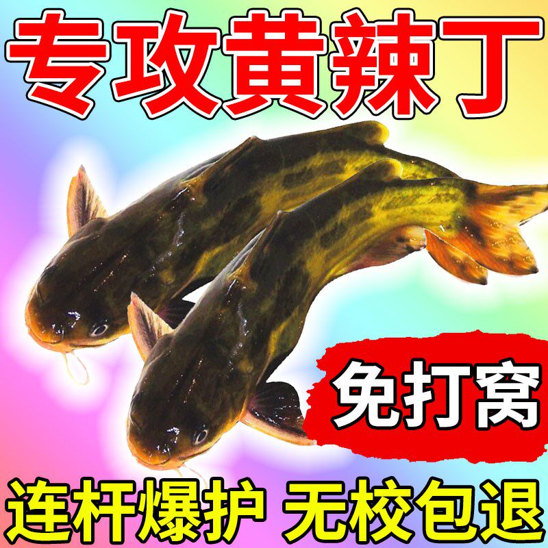 速发专攻黄辣料专用夏丁神器黄颡昂刺黄骨桑鱼饵野钓黑坑窝料小药