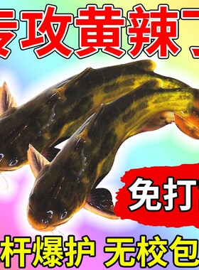 速发专攻黄辣料专用夏丁神器黄颡昂刺黄骨桑鱼饵野钓黑坑窝料小药