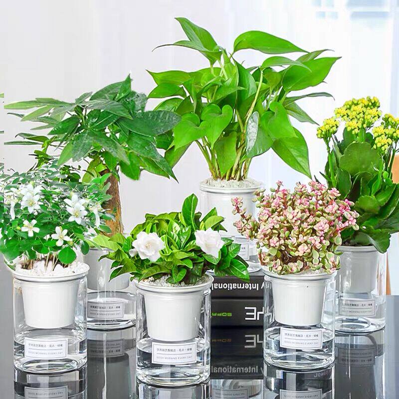 速发发财树绿植九里香花卉盆栽芦荟植物水培绿萝富贵竹室内好养虎