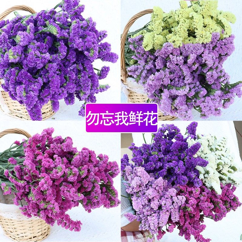 速发干花花束真花装摆摆件客厅饰设鲜云南风轻奢满星天勿忘我
