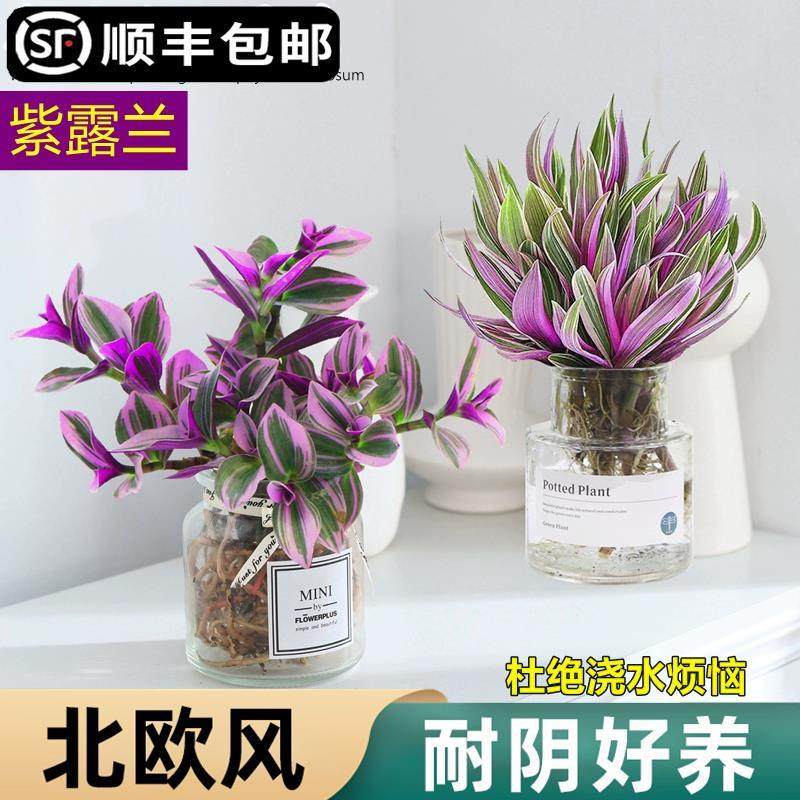 速发水培植物紫露兰盆栽室内办公室花卉水养粉吊蝴蝶兰油画婚礼掌