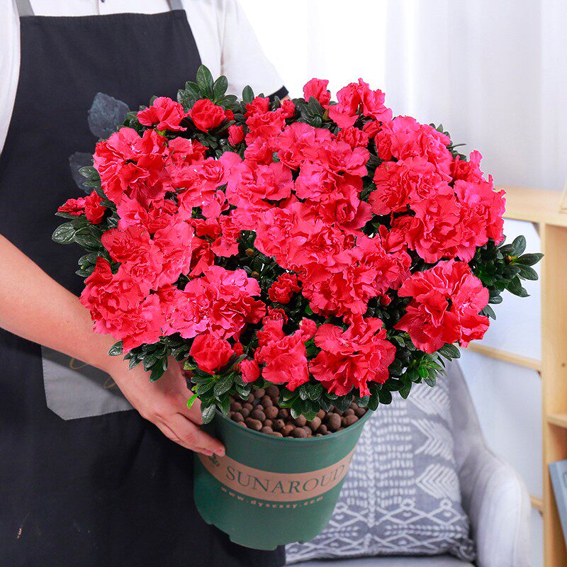 速发盆植不栽四季开花绿断室内花室外台花卉盆栽观花植物