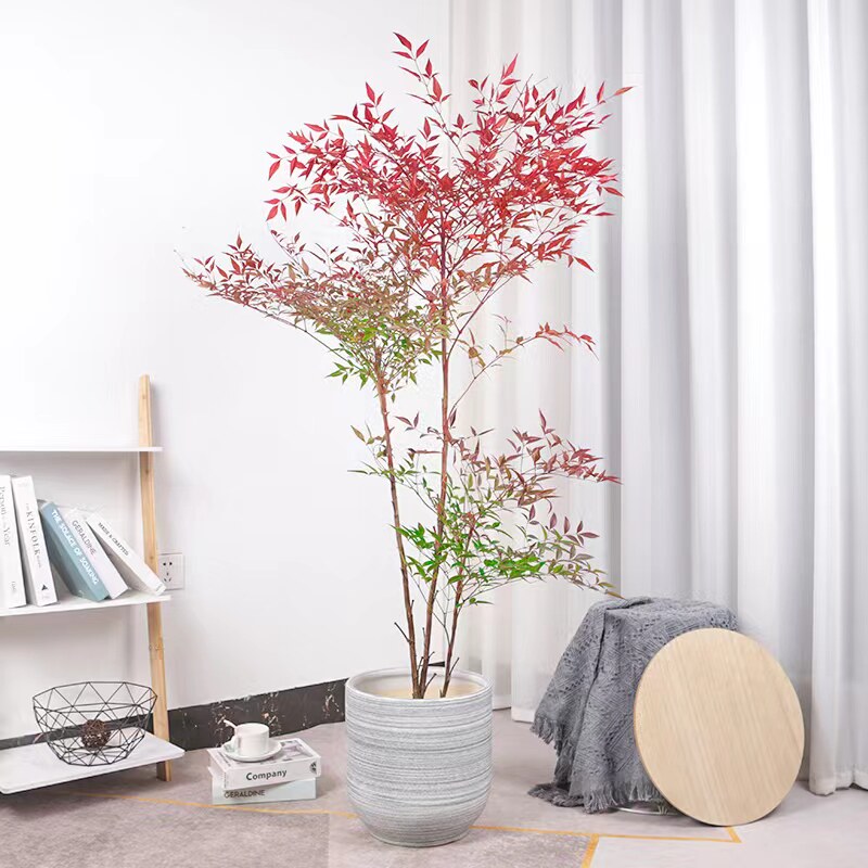 速发南天竹盆景老桩火焰南天竺盆栽庭厅客院花卉植物观叶植季四物