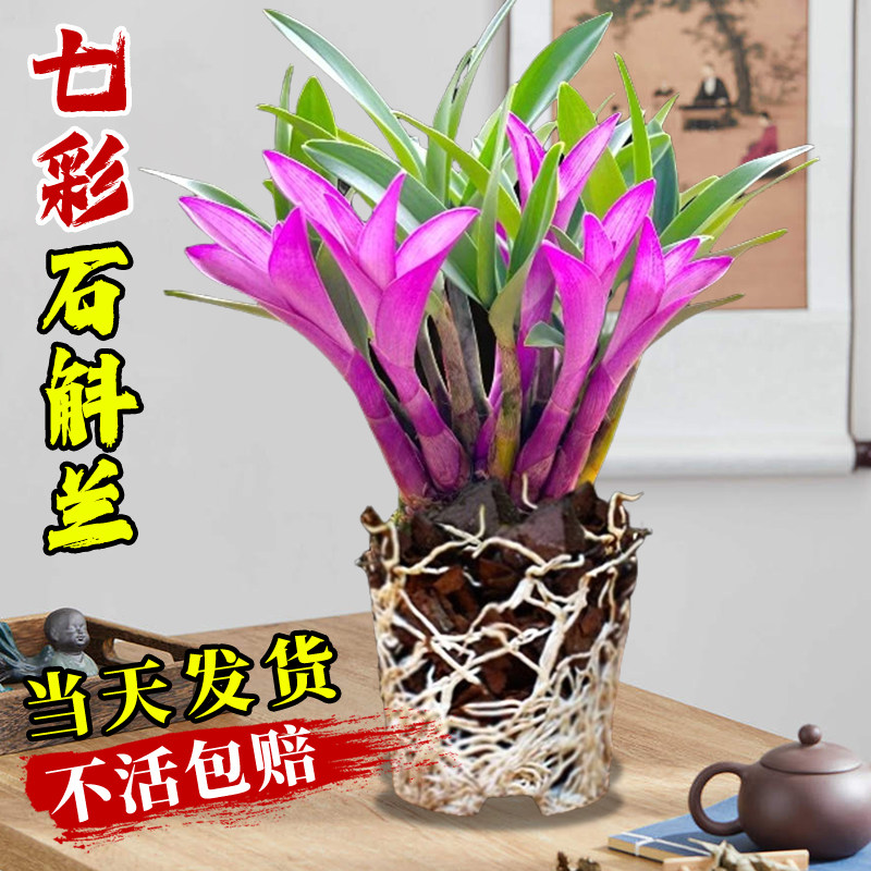 速发七彩石斛兰盆栽带花水培绿花名贵兰好卉四季开植室内花养泼墨