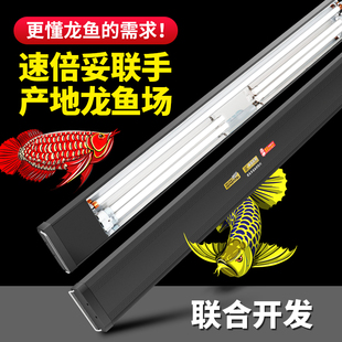 速发速倍灯龙鱼发色灯管鱼缸增艳妥观赏红龙血鹦三鹉基色T5全光谱