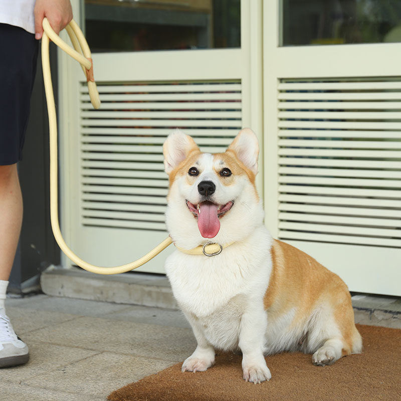 速发链绳遛狗P子一体式防挣脱中大型犬狗链防爆冲P绳牵狗绳