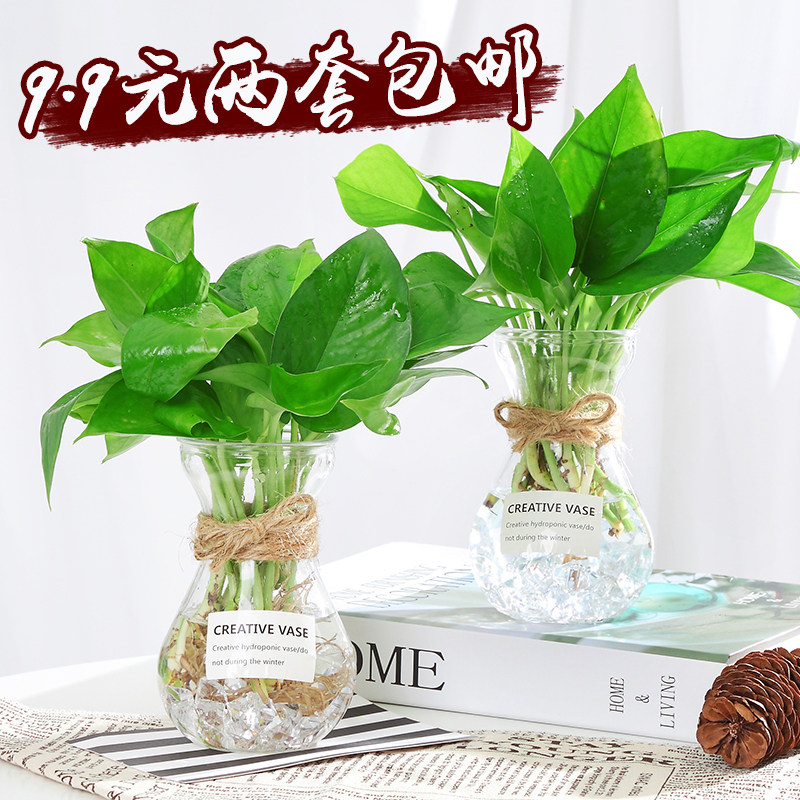 速发子培植物花瓶风意简约玻璃小清新透明水养绿萝插花创信水绿箩