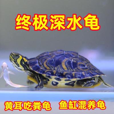 速发深水龟鱼缸混小黄耳龟龟劲养乌龟活物纯种黄头吃粪侧观赏海龟