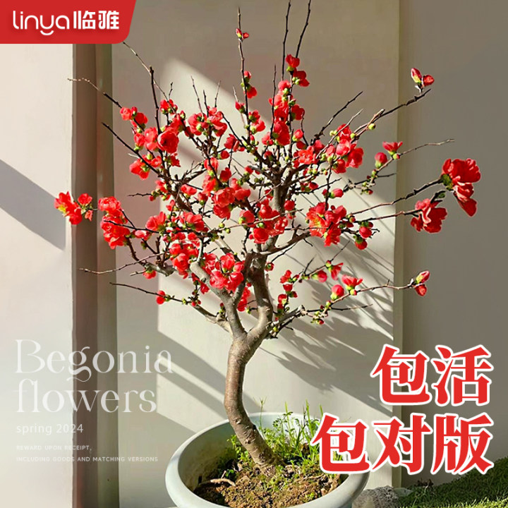 速发海棠花丝栽老桩四季开花长寿冠盆垂海棠盆景室内台名贵花卉