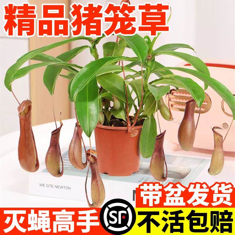 速发猪笼草盆栽捕蝇草食虫草桌人花驱蚊虫超大猪笼草办盆食趣味公