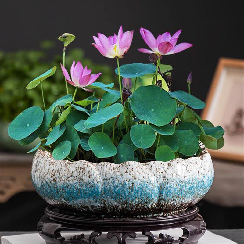 速发水培水盆大口径家用花莲碗莲睡养盆缸带托铜钱草植物陶瓷器皿