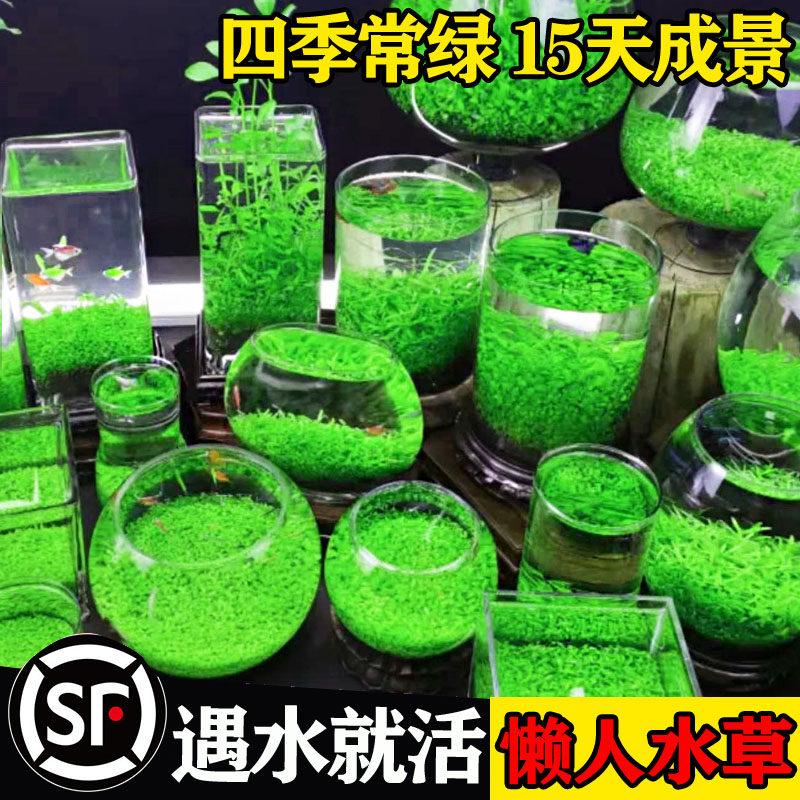 速发水草缸态玻璃瓶真植物种造盆栽套餐水培绿植装饰草生鱼缸籽景