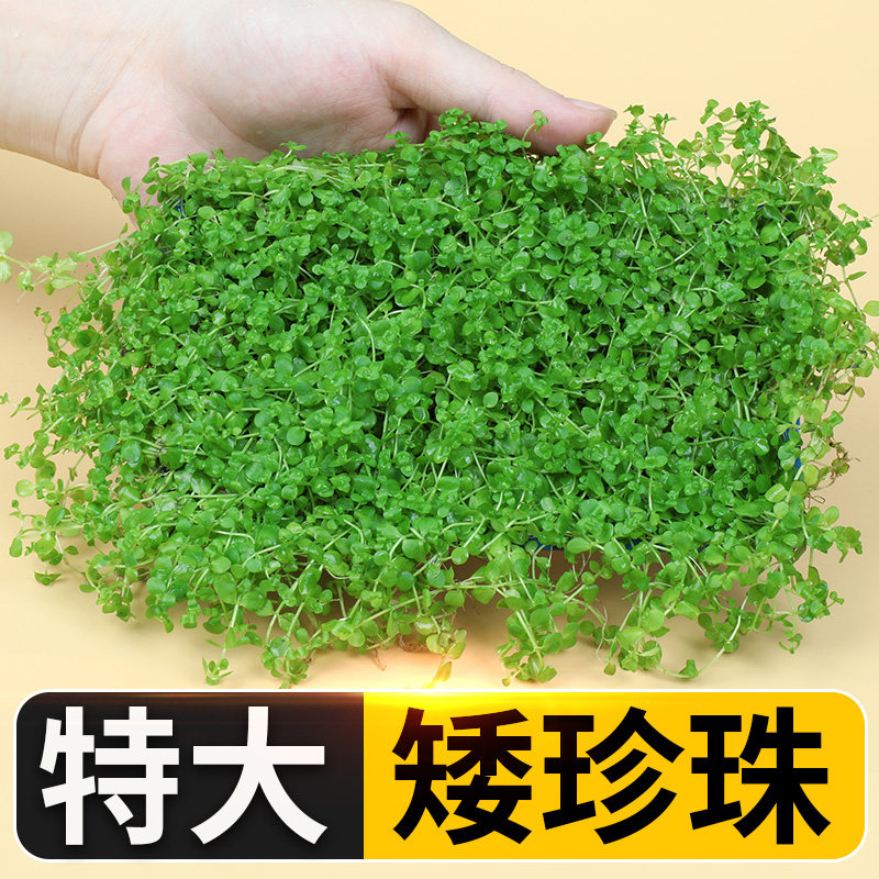 速发景前迷你趴水矮珍珠爬地鱼缸造景真地草懒人速成草皮植物草坪