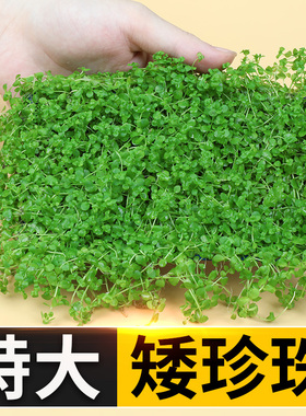 速发景前迷你趴水矮珍珠爬地鱼缸造景真地草懒人速成草皮植物草坪