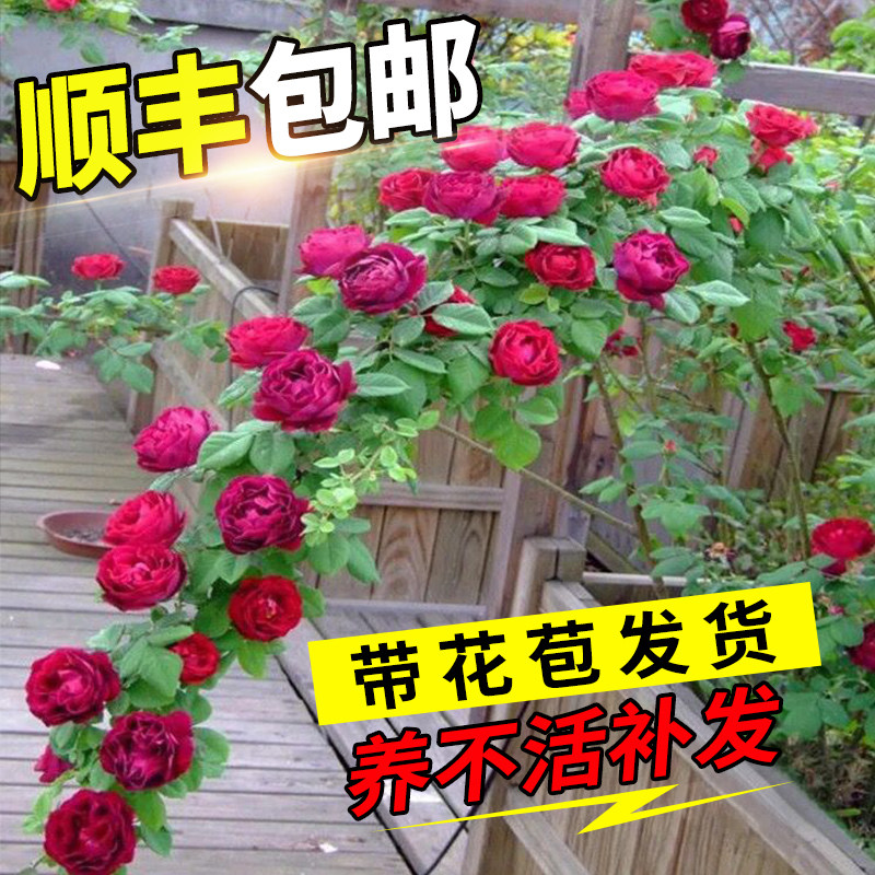 速发墙薇花苗藤本月季蔷微花庭树院爬藤植物花卉盆栽台玫瑰四季开
