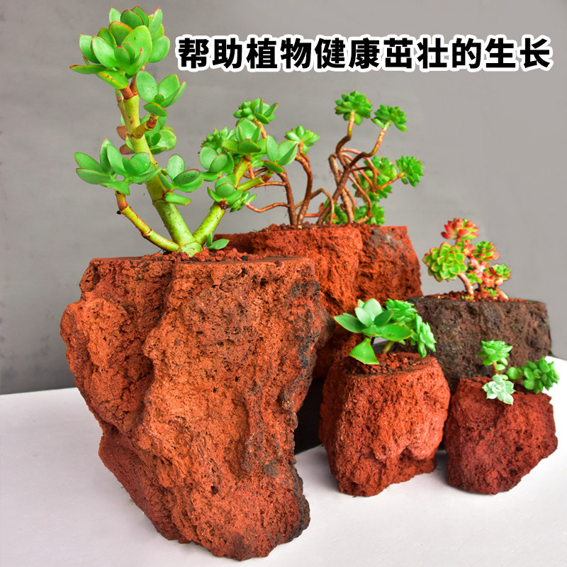 速发火山石花盆多肉大花石斛栽蒲园艺盆菖特兰号腾冲火山岩透气盆