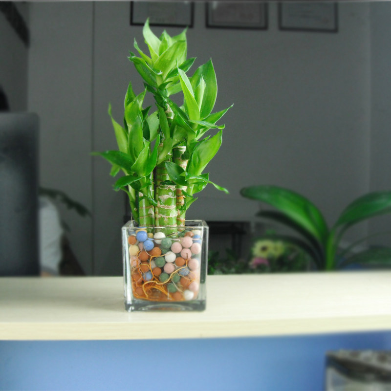 速发室内节物水养植面富贵竹水养荷花竹菊花竹水培盆栽 富贵节桌