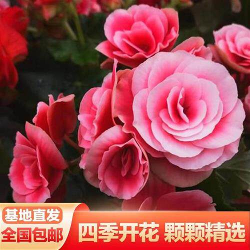 速发重瓣丽格海棠盆栽带花苞四季开花不璃玫台玻断海棠花室内瑰花