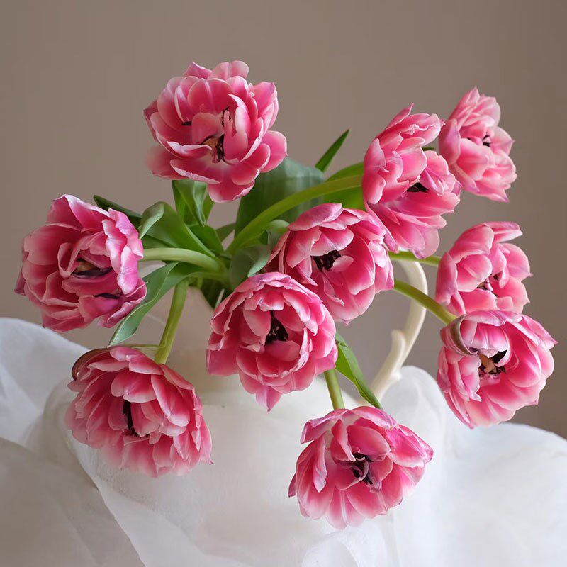 速发草莓松花重瓣郁金香花束室内水培家用插南云饼基地直发鲜切花