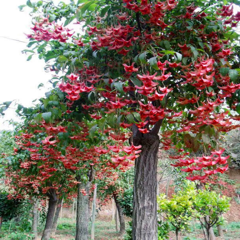 速发庭院风景树金耐吊蝴蝶树气化空净.地栽花卉绿植开花海棠盆景