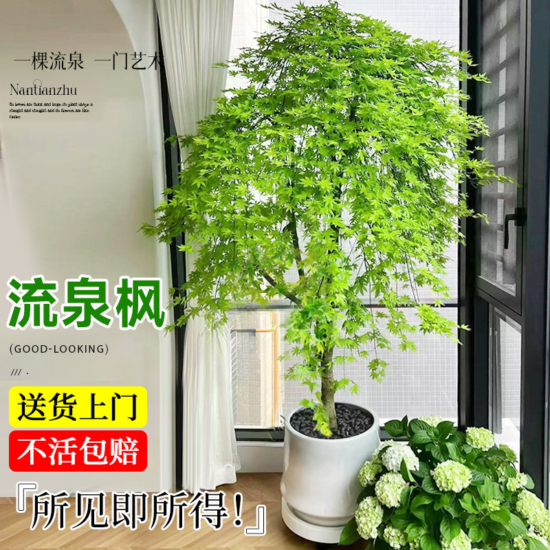 速发流泉枫绿栽大型盆地室内客厅流泉枫落植四季常青盆景盆栽植物