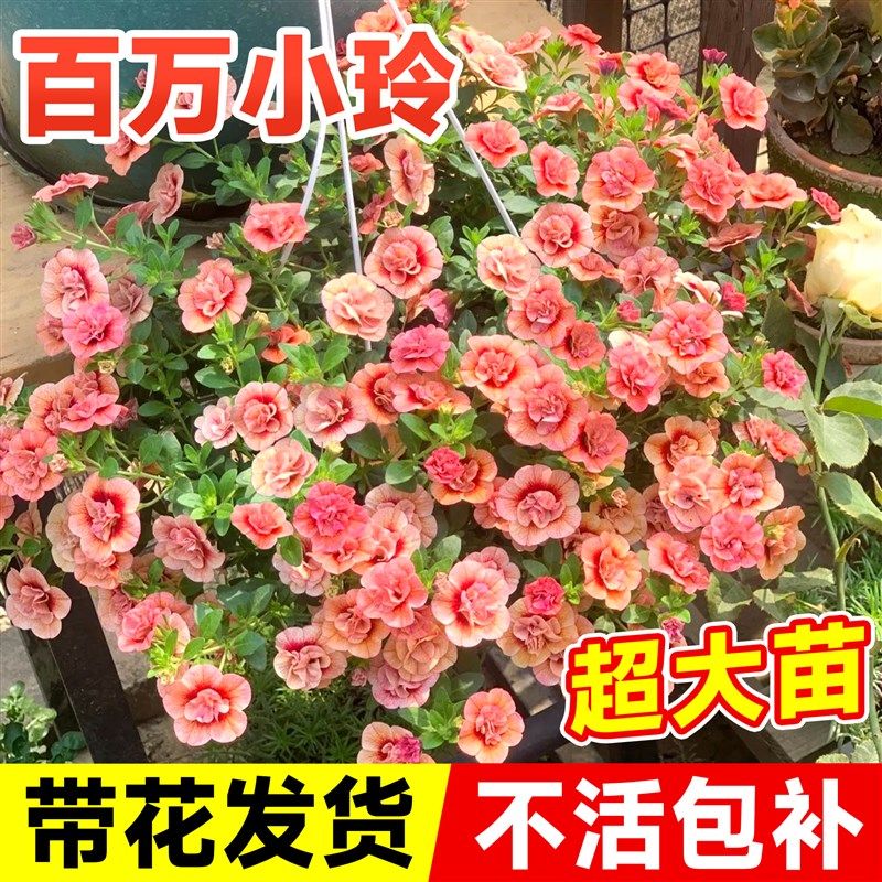 速发百小玲盆栽内花苞舞春花重瓣花牵牛花苗四季开花室带好养活矮