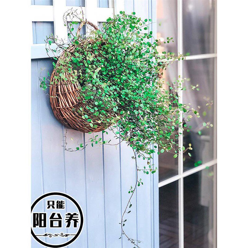 速发创挂花盆藤编花篮壁意台垂吊盆绿萝悬挂式挂墙花花墙壁装饰盆