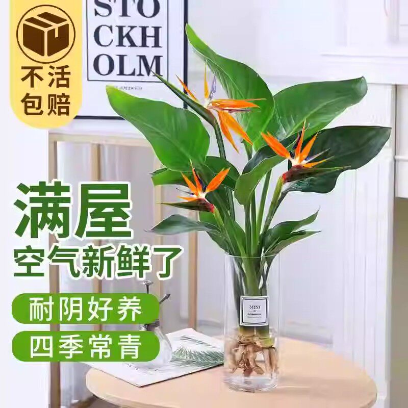 速发鸟盆栽花易水培植物室内卉活养无土水养桌面鹤望兰客厅绿植