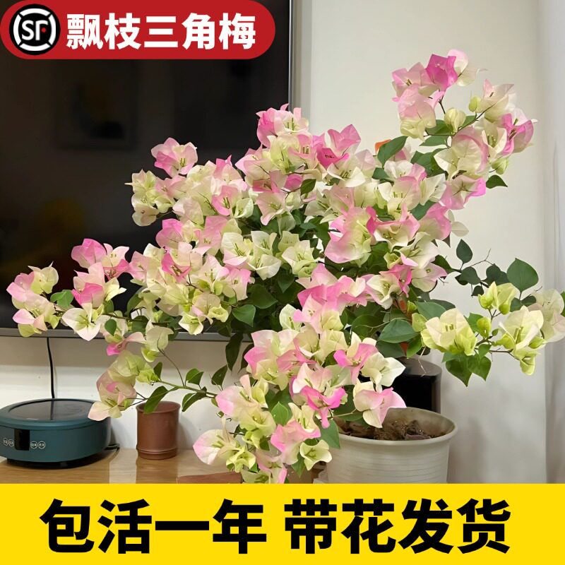 速发三绿梅盆栽带花发货红角樱大苗飘枝造台室内型客厅花卉耐寒老