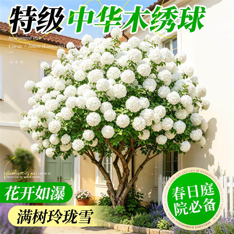 速发中华木绣球花苗大花斗球树户外庭院风景别墅地栽老桩懒人四季