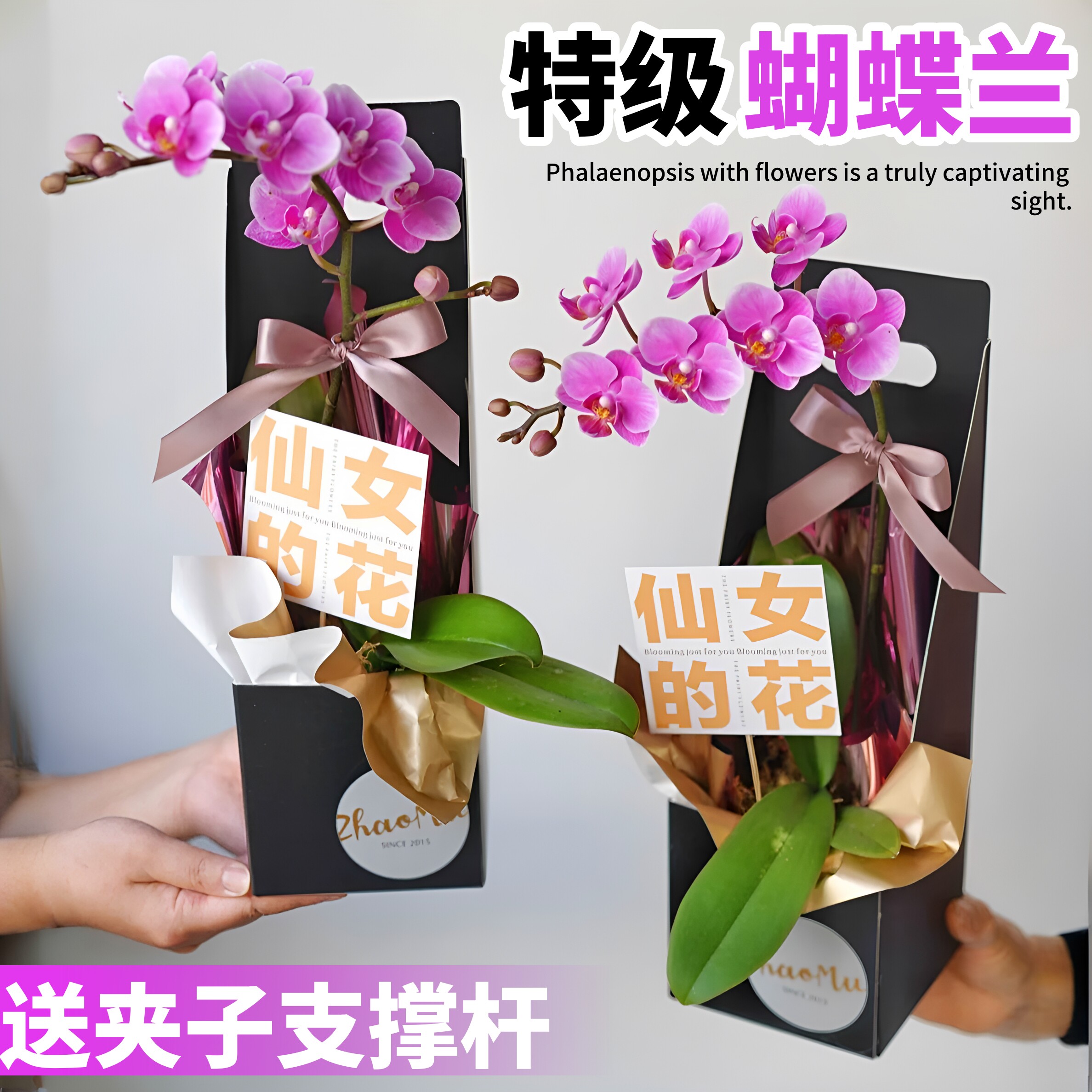 速发蝴物兰盆栽带花苞绿卉花植蝶办公室内客厅台四季开花苗大花好