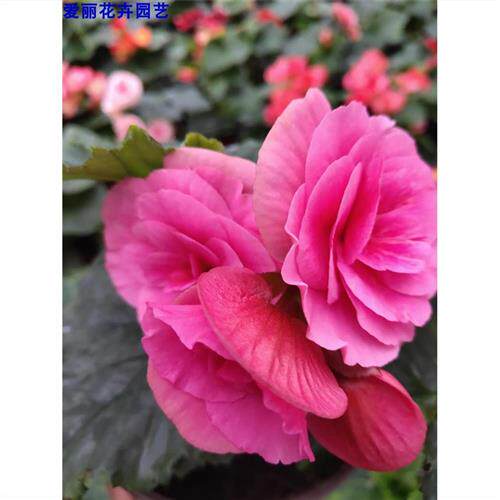 速发海瓣丽格海棠玫四重棠花盆栽带花发货客厅台花卉盆栽瑰季开花