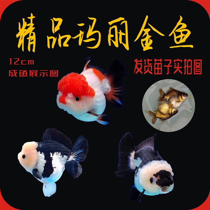 现货速发百褶泰狮精品活鱼玛丽f1红白国粹三色黑白玛丽观赏鱼