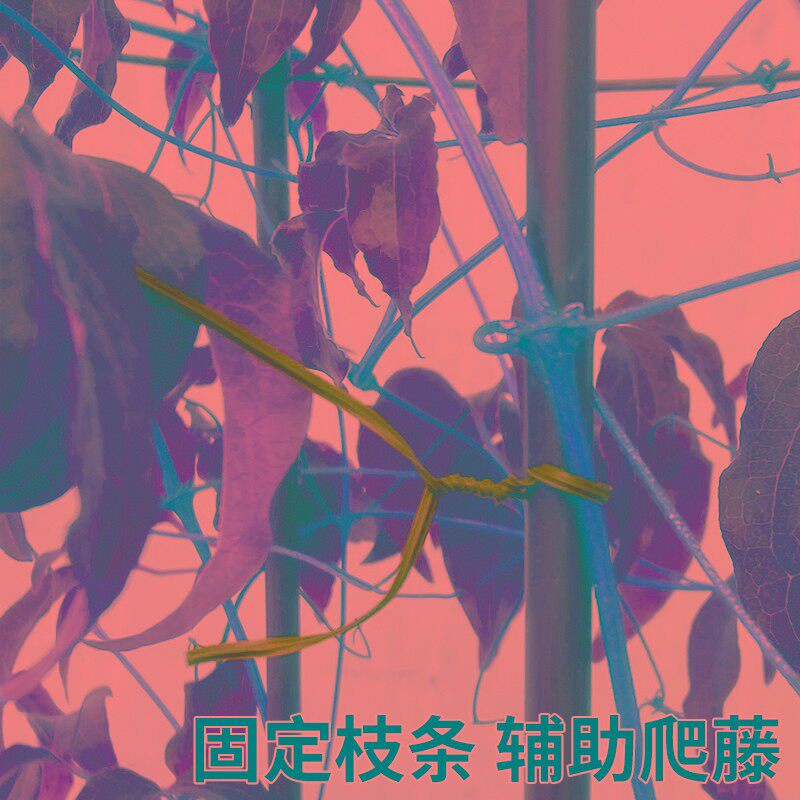 速发花艺扎定扎丝扎绳包塑铁丝花园植物园卉花木固带牵引造型工具
