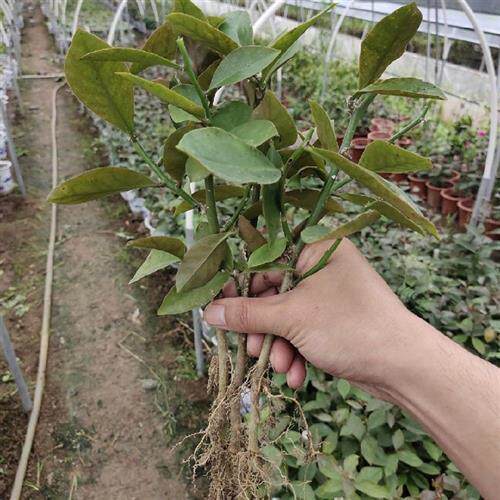 速发叶仙苗带根嫁麟叶活栽绿植好养盆原土不伤根可麒接仙人掌蟹爪