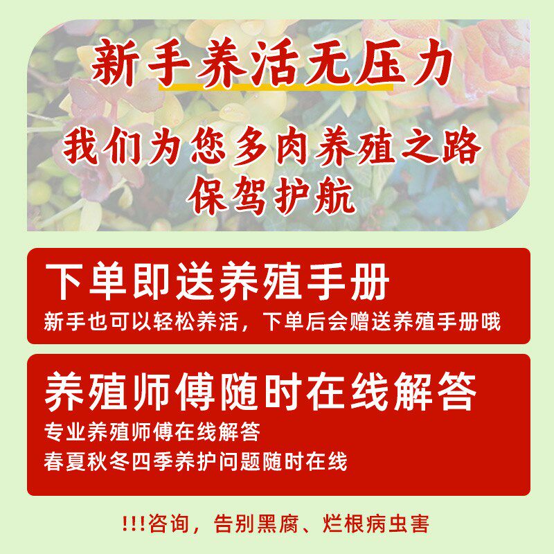 速发带肉植物套餐组合露手多盆肉肉大颗好养精品玉新桃蛋绿植室内