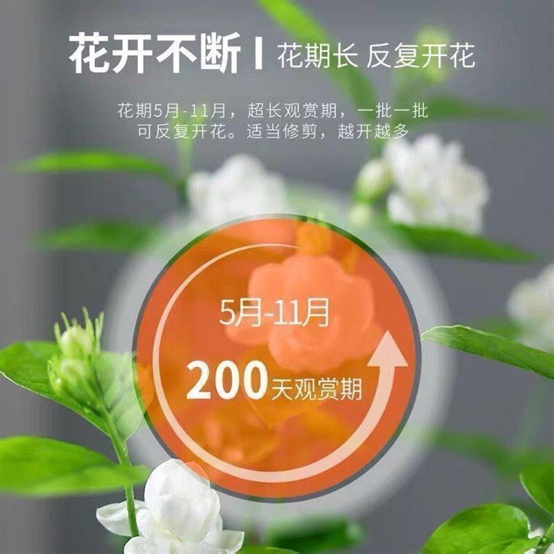 速发一件[四季开花茉莉苗花盆栽重瓣大花浓香包成内驱蚊室活台