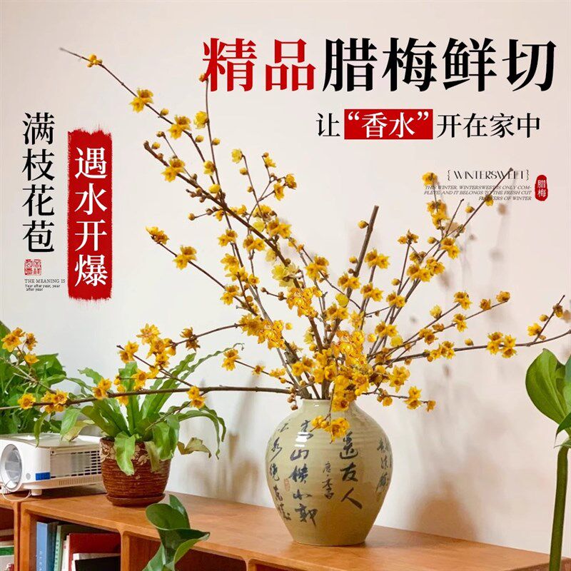 速发腊梅花水蜡鲜切花干枝玉兰花养梅卉水培植物客束花厅摆设