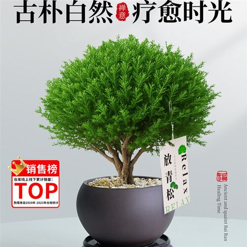 热销雾松小盆栽放青松四季盆w景办公室内桌面绿植客厅桌面好养耐