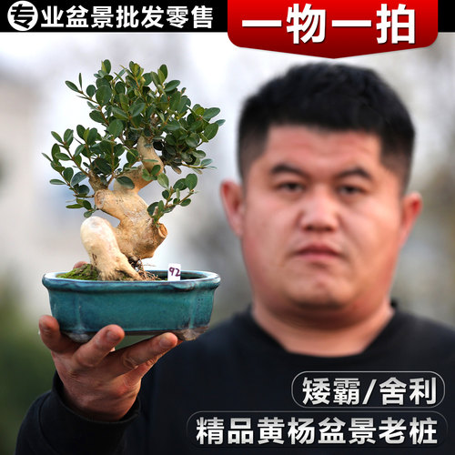 高端白皮瓜子黄杨盆景一物一拍
