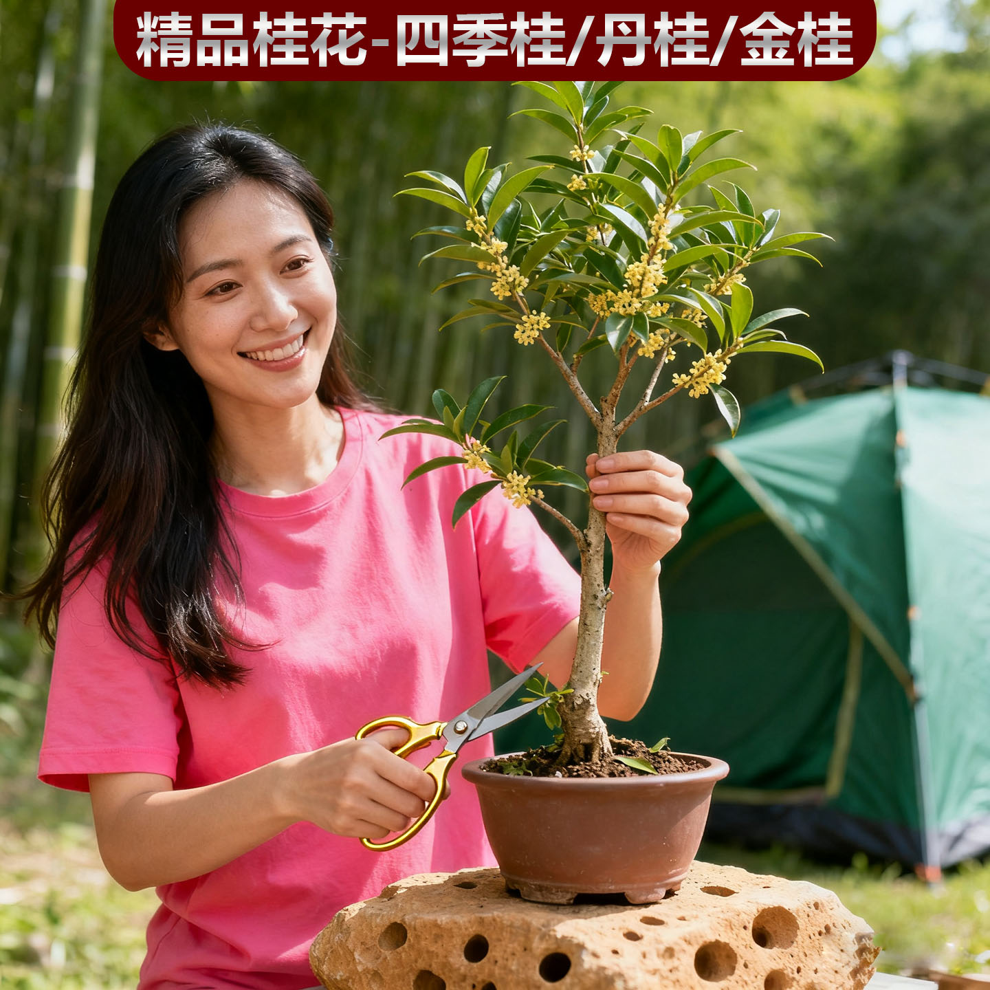 地栽桂花树大树原生八月金桂丹桂盆栽别墅庭院绿化苗木四季常青