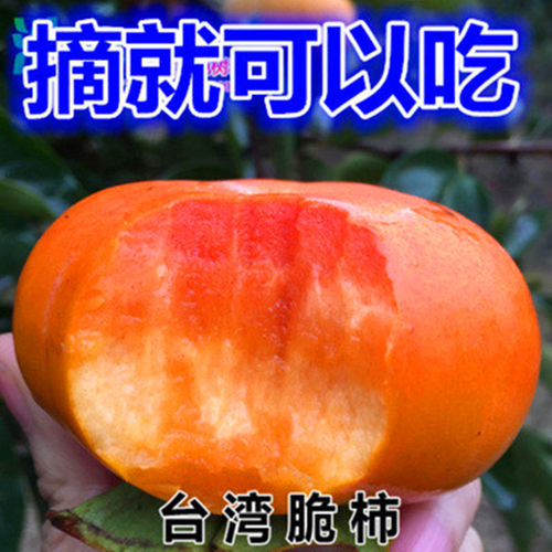 柿子苗树黑柿子苗树盆栽嫁接苗日本甜柿子树果苗庭院特大当年结