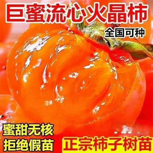 无核火晶柿子盆栽树苗带土带叶发货巨蜜流心软柿子苗南北方耐寒x