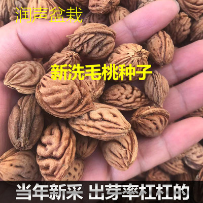 紫皮毛桃种子野毛桃核种子