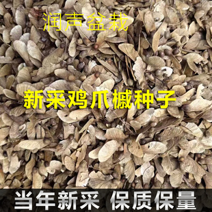 当季新籽小叶鸡爪槭种子林木种子鸡爪彩叶枫树种子小叶鸡爪槭种籽