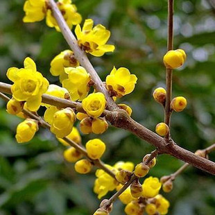 鄢陵腊梅盆景树桩蜡梅桩盆栽素心梅花树苗黄梅花腊梅花带花苞包邮