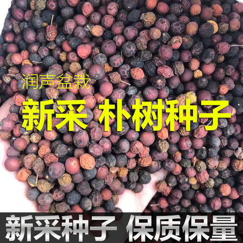 新采朴树种子小叶朴树种籽沙朴红皮朴树种子朴榆种子林木种子500g